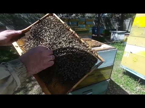 Video: Kas sülemlevad mesilased on agressiivsed?