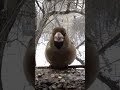Дубонос - король леса!