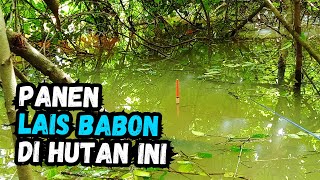 PANEN IKAN LAIS BABON DI HUTAN INI, MANCING SAMPAI LUPA WAKTU