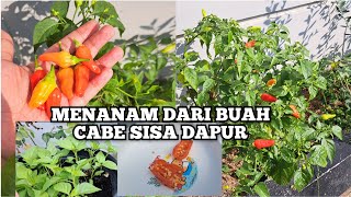 HOW TO PLANT CHILI FROM KITCHEN LEFTOVER SEEDS UNTIL THEY BEAR A LOT OF FRUIT