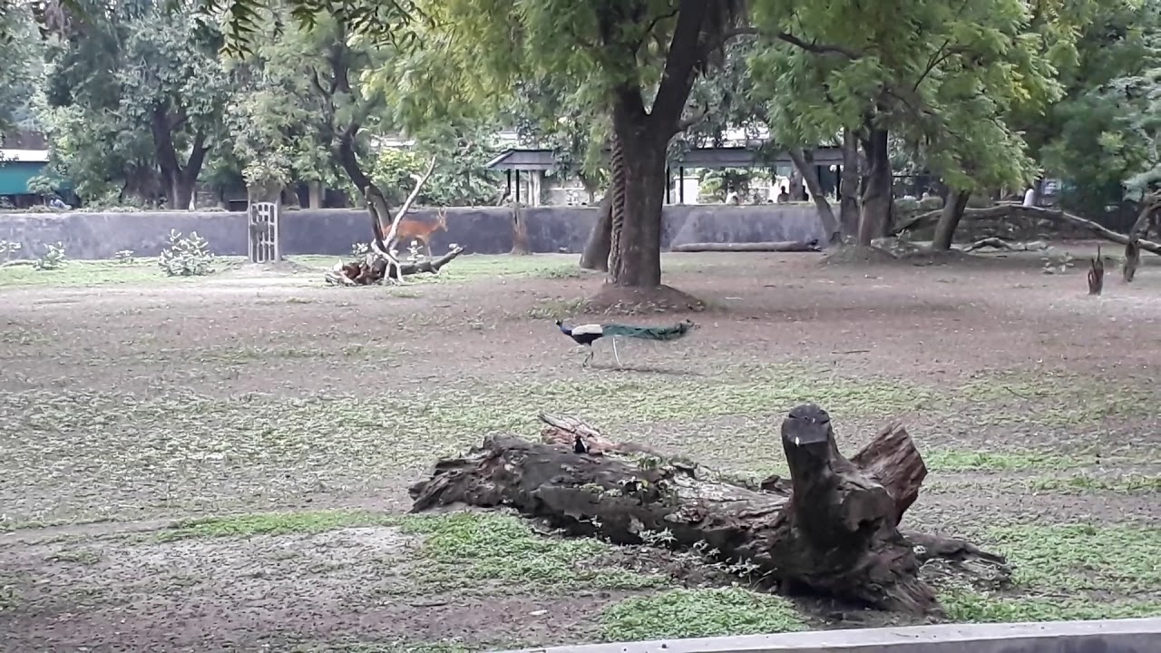 Delhi zoo - YouTube