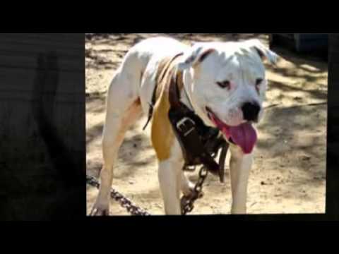 puppy paradise The Alapaha Bulldog