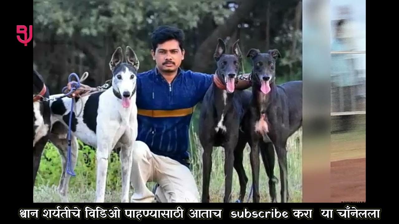 Maharashtra Champion Tarzan Greyhound dog race Dog race YouTube