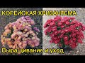 Корейская хризантема от А до Я. Выращивание, уход. Обзор.