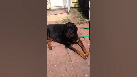 Gunner the Rottie