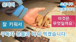 으름 열매 나눠드시게요.
