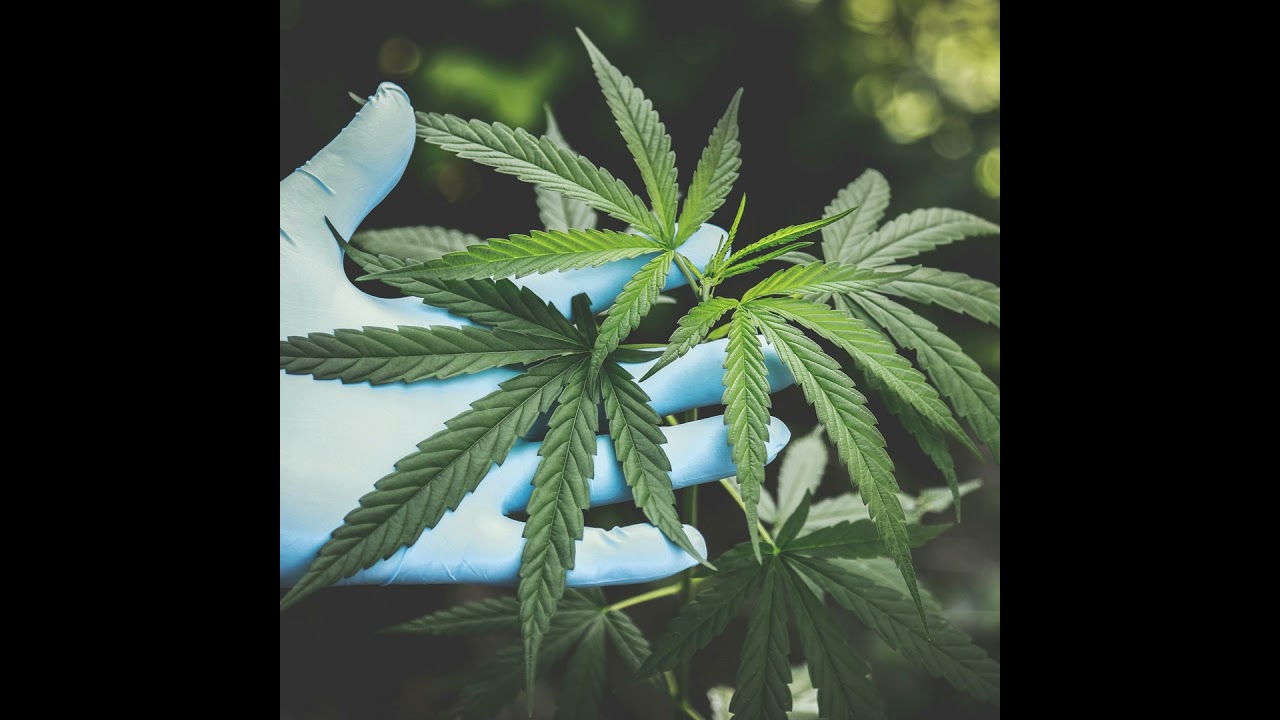 Anvisa libera produção de cannabis medicinal no Brasil