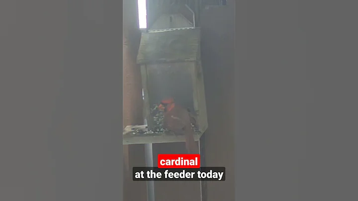 Cardinal at the feeder  #birds #birdfeeder #birdwa...