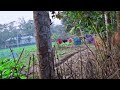 গ্রামের সুন্দর প্রাকৃতিক দৃশ্য ❤️