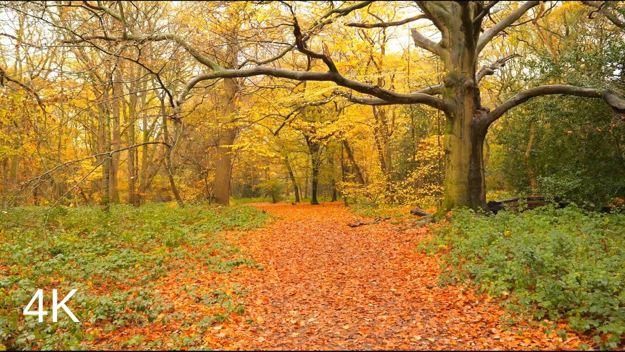Walk in the Rain, Autumn forest, Binaural Rain and forest sounds to ...