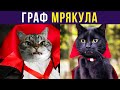 Приколы с котами. ГРАФ МРЯКУЛА | Мемозг #339