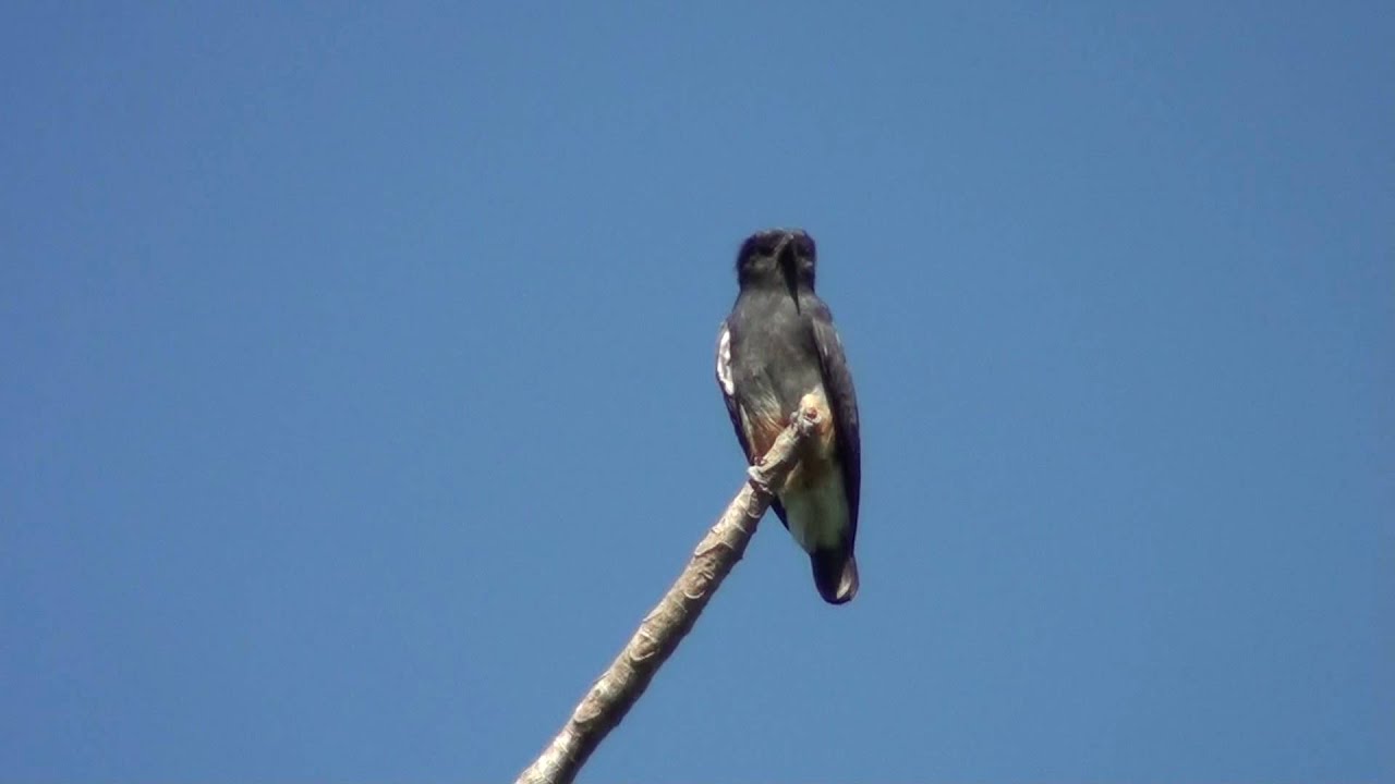 Swallow-winged (Puffbird)