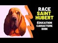 Race de chien sainthubert  caractre prix education histoire inconvnients qualits