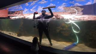 غواص يغطس وينظف حوض السمك الكبير في متحف الاسماك Scuba Diver cleans the fish Tank at Big Aquarium