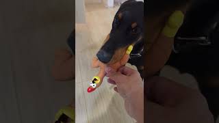 Не выпускает её) #дрессировкащенка #собака #doberman