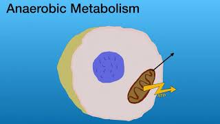 Aerobic vs Anaerobic Metabolism for EMTs