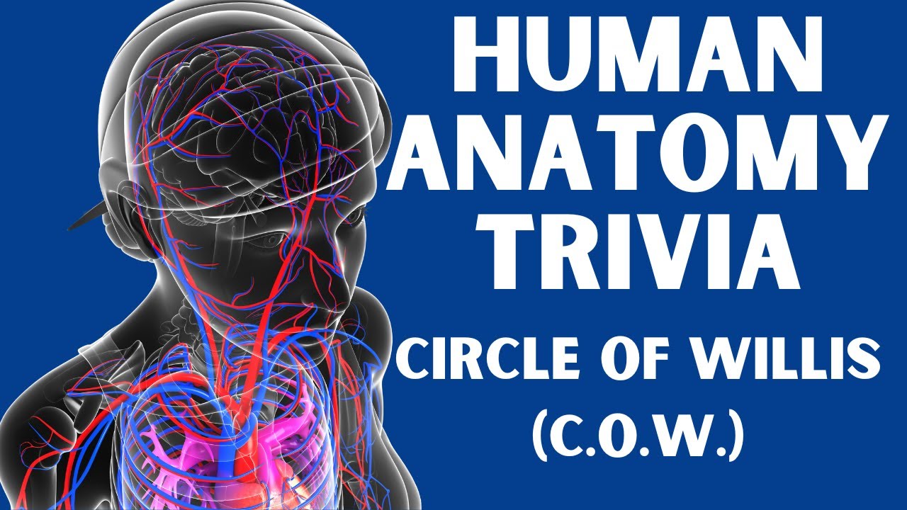 Anatomy Trivia - Circle of Willis - YouTube