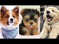 Aww Cute puppies 🐶 #4😻 | Funny Baby Dogs Videos 🤣 | TRY NOT TO LAUGH | Blush &amp; Laugh | 2021