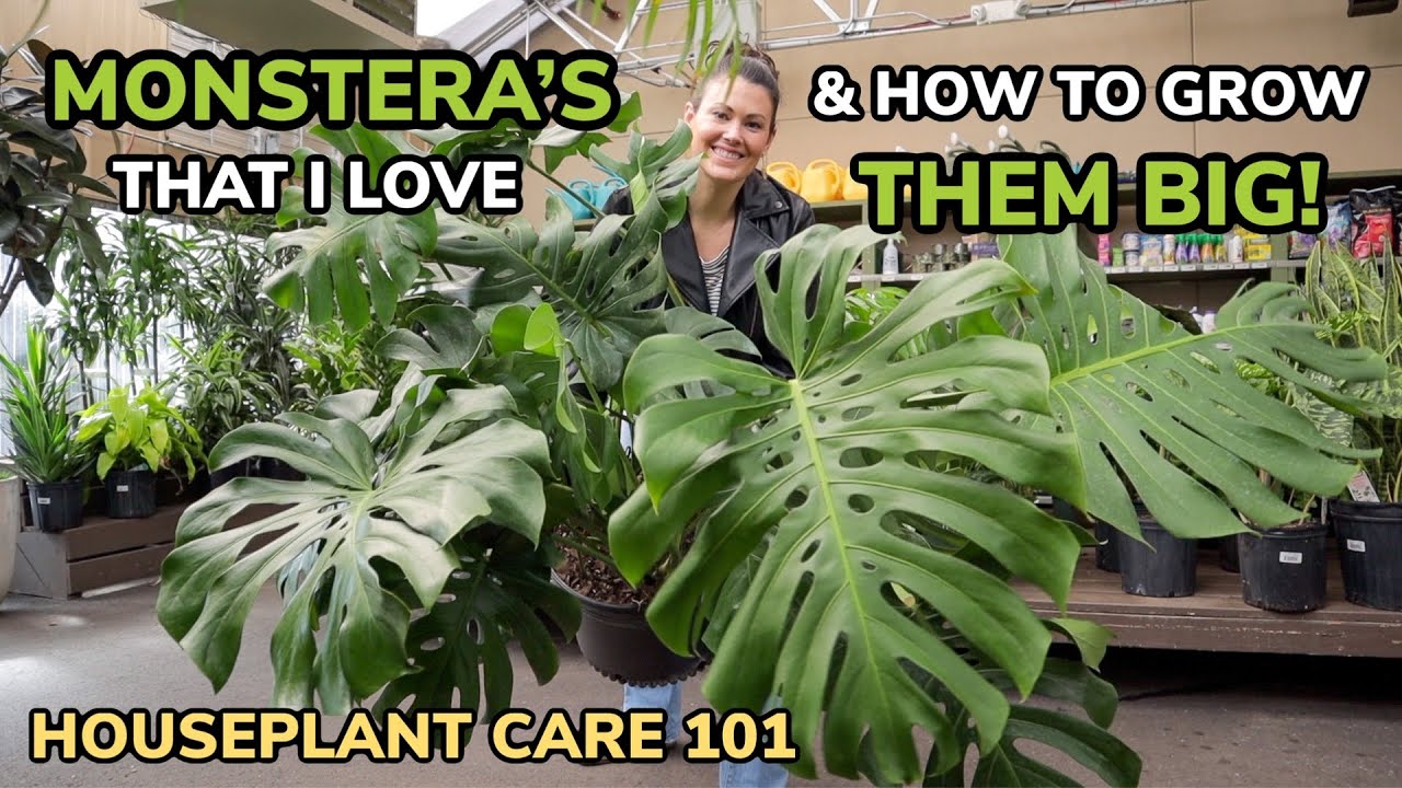 How to Grow and Care for Monstera Plants