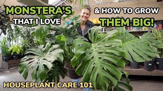 BEST Monstera & Growing Them BIG! Monstera Care Light, Repotting, Soil, Water  Houseplant Care 101