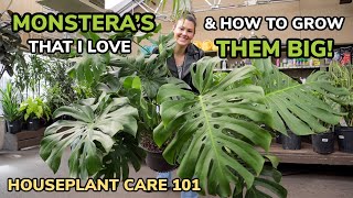 BEST Monstera & Growing Them BIG! Monstera Care Light, Repotting, Soil, Water - Houseplant Care 101