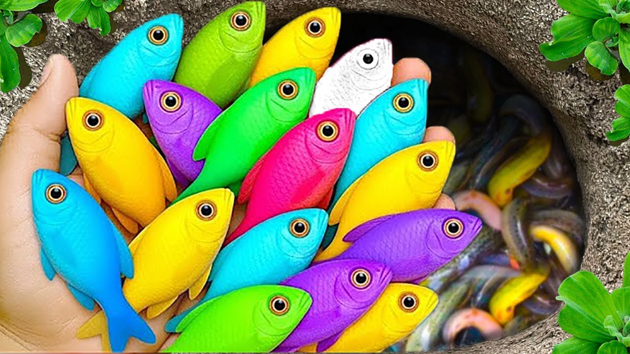 В небольших прудах можно поймать красивых аквариумных рыбок: детенышей черепах, угрей, карандашны...