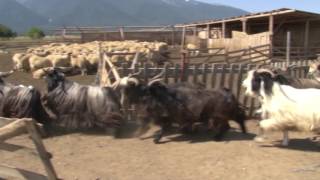 картинка: Нова година в Разлог 2017г. Старчевата, Крапата Маала, пръв чауш Георги Чилев Part 1 HD