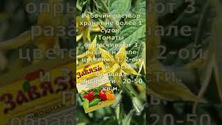 Как получить Максимальный урожай Томатов. Советы огороднику. Дачный сезон.  #лето #овощи #рецепты