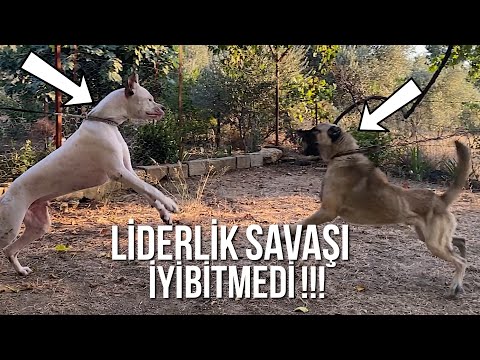 KANGALLARI İLE DOGO ARGENTİNO TYSON’A MEYDAN OKUYUNCA OLAN OLDU!!