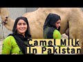 Buying Camel Milk On The Streets Of Karachi Pakistan Life 