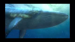 Whale Uvula Tongue
