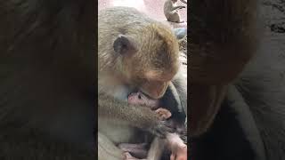 Monkey Drink Milk So Cute
