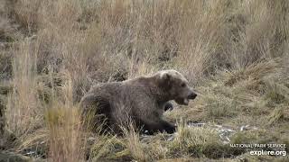 Brooks Falls Brown bear- 903-Gully's Musical Debut Summer 2020 Explore.org