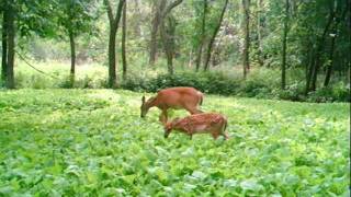 July Trail Clips from Metro Food Plot