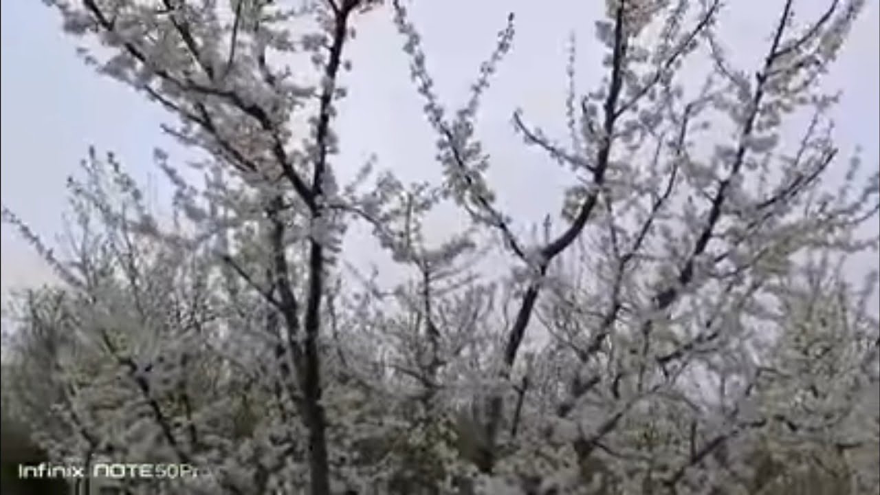 Olhuri, Urik, bodom va shaftolida🍑🍑 sizni qiziqtirgan shakillar va ulardagi gul davri ,??