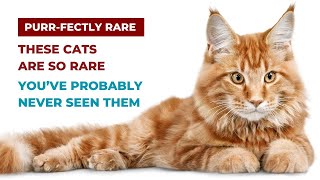 Purr-fectly Rare: Top 15 Rarest Cats in the World by ListTopia 565 views 2 months ago 4 minutes, 44 seconds