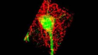 Neuron