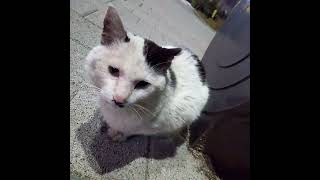 A pretty cat stands guard in front of a high-rise apartment..예쁜 고양이가 고층아파트 앞에서 보초서기....Jeonju.. 全州市. by Kingdom of Pet  야옹아 멍멍해봐 36 views 3 weeks ago 15 minutes