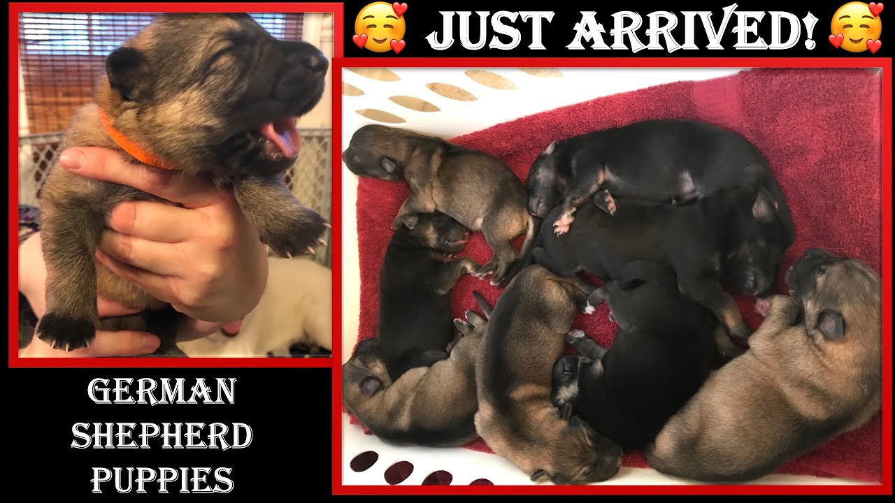 In Five Weeks Puppies Likes These Will Arrive, Can't Wait :)