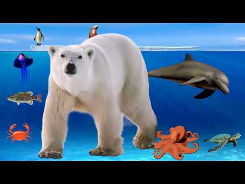 წყლის ბინადრები