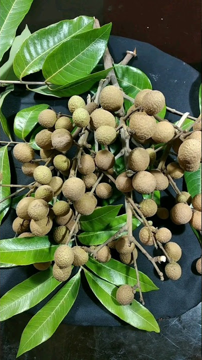2 Types Of Litchi #litchi #shorts