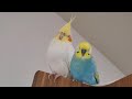 【母性(父性)】オカメインコがセキセイインコに母性(父性)本能が芽生えました