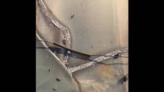 Maillechort - Whitewood States