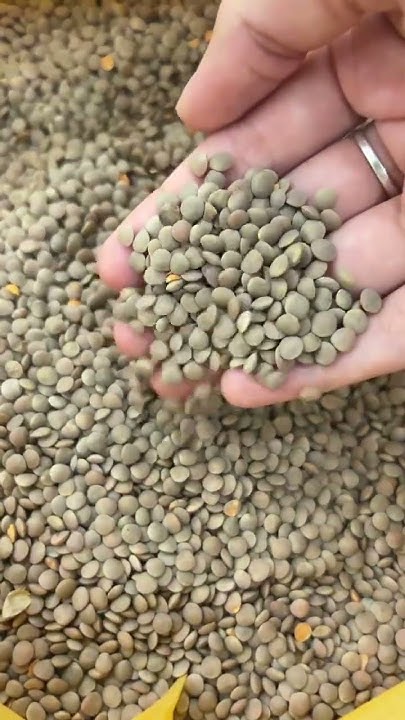 Семена зеленой чечевицы #farming - YouTube