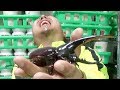 （虫）カブトムシの王様『ヘラクレスオオカブト』を掘出します！（粟國土建） Beetle or stag beetle videos