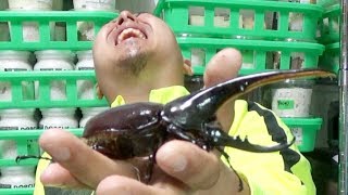 （虫）カブトムシの王様『ヘラクレスオオカブト』を掘出します！（粟國土建） Beetle or stag beetle videos