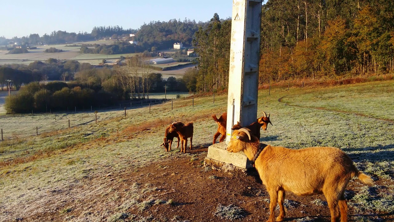 Cabra autóctona gallega