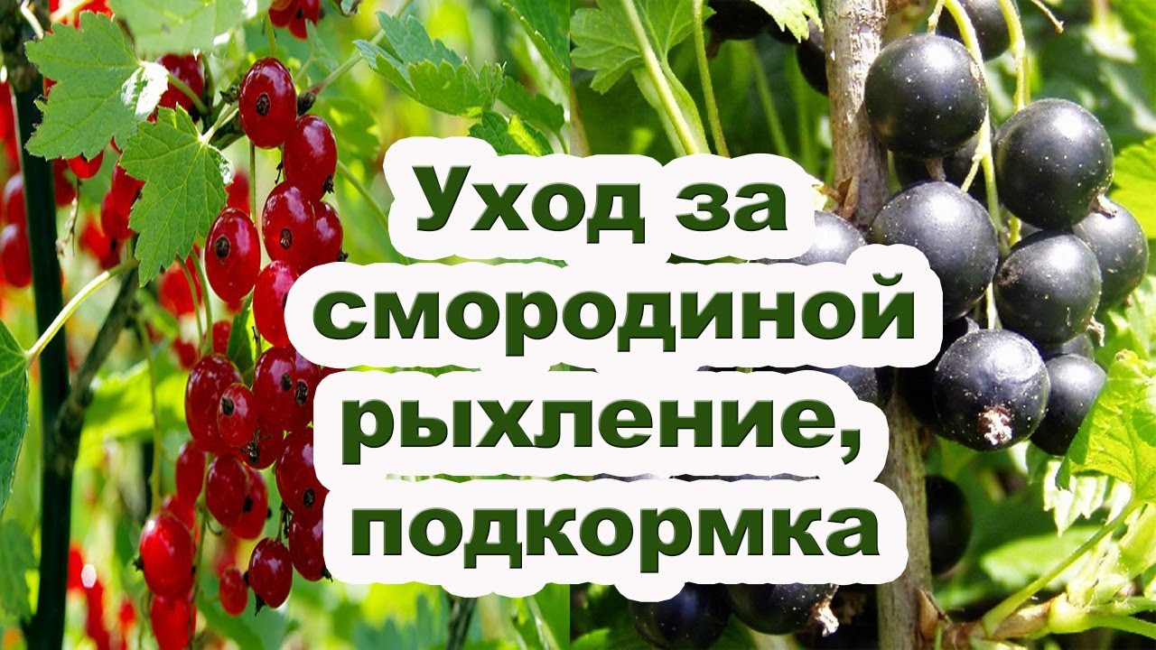 Чем подкормить черную смородину весной. Удобрение смородины после сбора. Подкормить смородина красная. Подкормка смородины после сбора урожая. Чем подкормить смородину в августе.