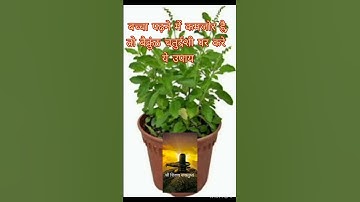 बच्चा पढ़ने में कमजोर है,तो बैकुंठ चतुर्दशी के दिन जरूर करे ये उपाय।