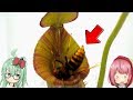 「スズメバチ VS 食虫植物」 戦わせてみたら奇跡のハプニングが.. (ウツボカズラ編)　【食虫植物TV】